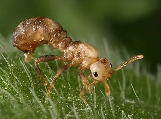 Муравейник упадка: Деградировавшие муравьи паразитируют на здоровом рое и разрушают его. Это очень похоже на поведение людей