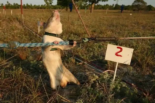 Гамбийская крыса: Огромные крысы-ищейки. Используются для поиска боевых мин и туберкулеза. Справляются лучше собак!