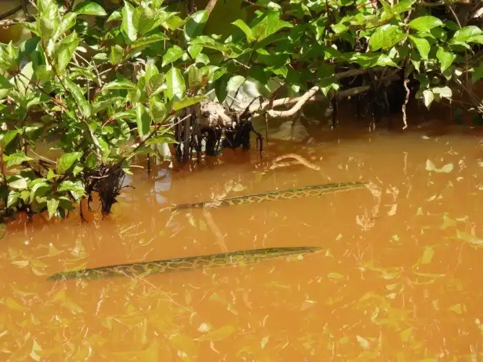 Змееголов: Биотерминатор с востока. Американцы случайно выпустили его в свои реки в 2013 году, дав начало экокатастрофе
