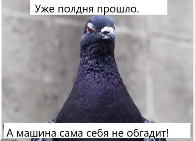 Шутки и мемы с голубями, которые напоминают начальников