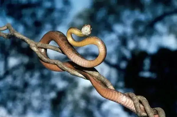 Коричневая бойга: Змея, которая уничтожила природу целого острова. Птицы вымерли, а леса покрылись паутиной