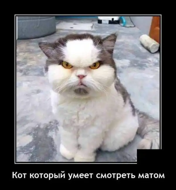 Прикольные и просто красивые картинки
