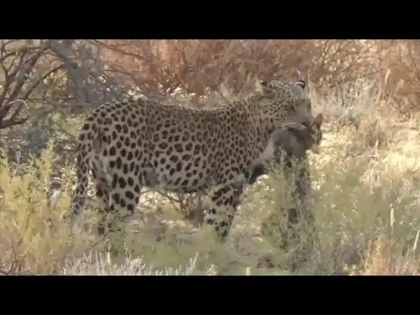 Охота дикой кошки приняла неожиданный оборот с появлением леопарда