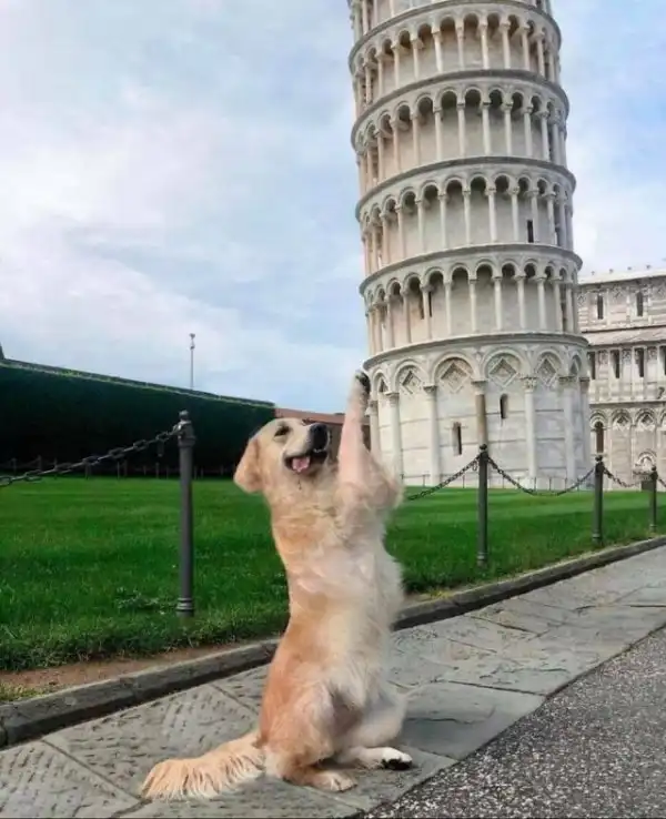 Веселые собачьи фотки