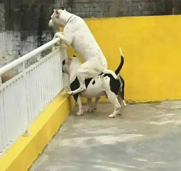 Веселые собачьи фотки