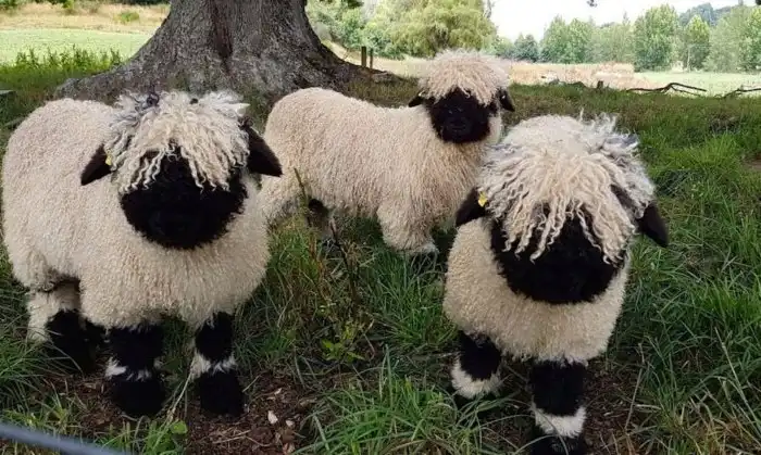 Валлийские черноносые овцы: «Овечки без лица». Что за странная порода с чёрной бездной на месте морды?