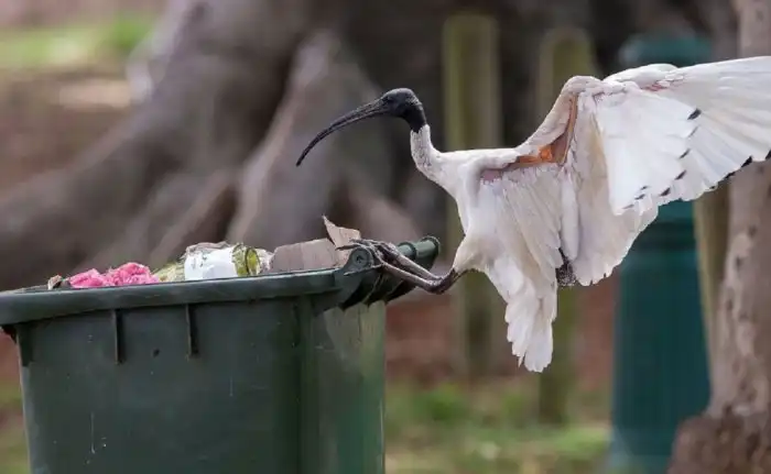Молуккский ибис: «Голуби» по-австралийски. Здоровые лысые птицы заполонили города, едят мусор и воруют фастфуд