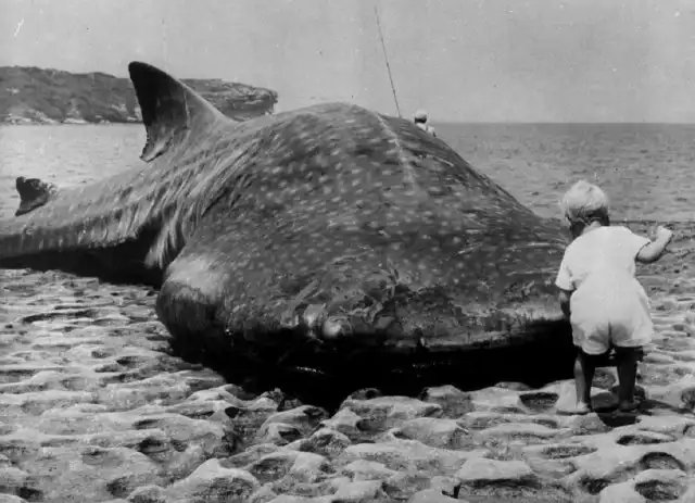 Винегрет исторических фото прошлого Винегрет исторических фото прошлого