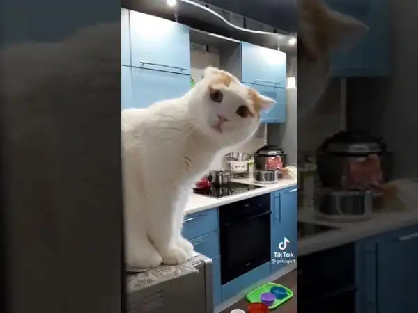 Алиса, что делать?