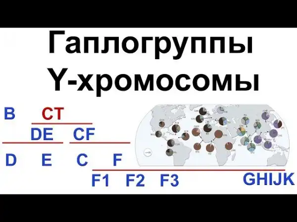 Гаплогруппы Y-хромосомы человека. Происхождение современных неафриканских линий