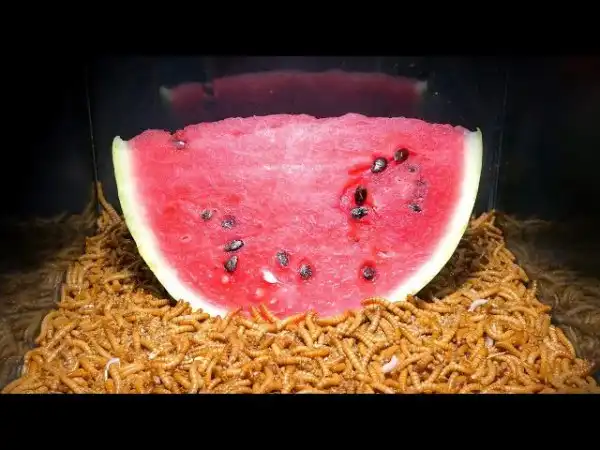 100 Часовой Time Lapse: МУЧНЫЕ ЧЕРВИ и Арбуз