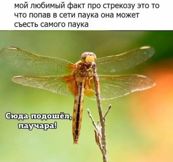 Картинки и мемы для настроения