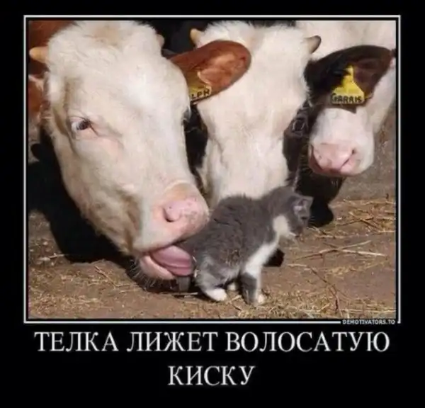 Нестандартный юмор :)