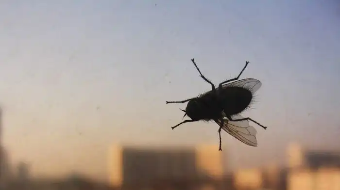 Что у насекомых вместо крови, и что за жёлтая каша вытекает из прихлопнутой мухи?