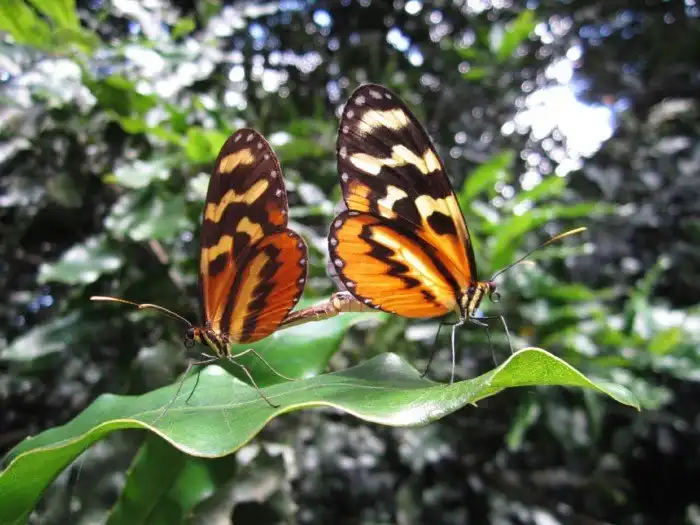 Бабочка-тигр: Это не драгоценные украшения, а куколки тропических бабочек. Зачем насекомые укутываются в «золото»?