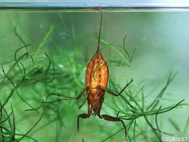 Водяной скорпион: Опасный житель наших водоёмов. Жалит больно, нападает внезапно, а ещё и летает оказывается