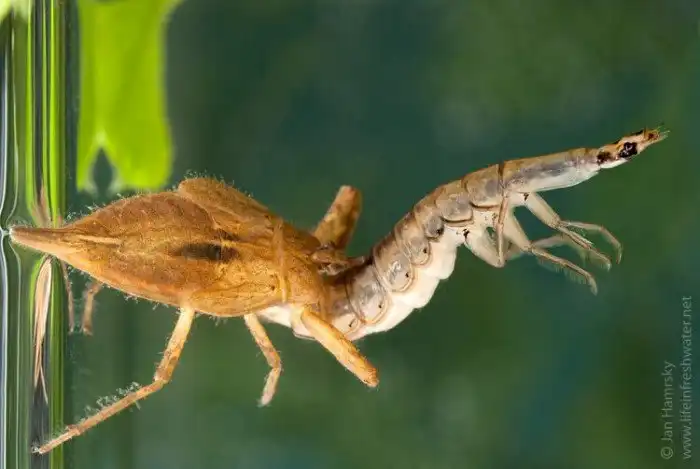 Водяной скорпион: Опасный житель наших водоёмов. Жалит больно, нападает внезапно, а ещё и летает оказывается
