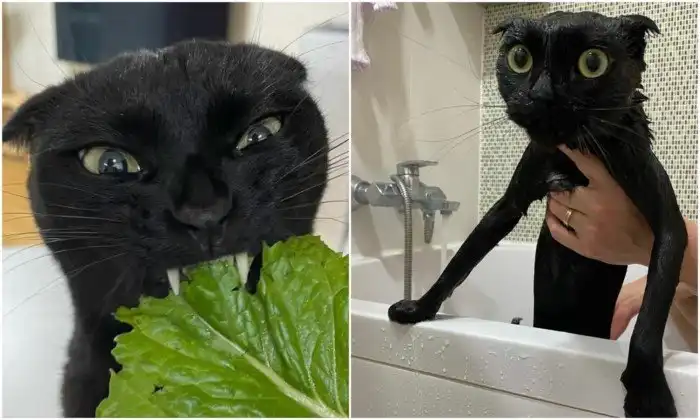 Чёрный котяра стал знаменитостью Инстаграма - и смешит тысячи людей