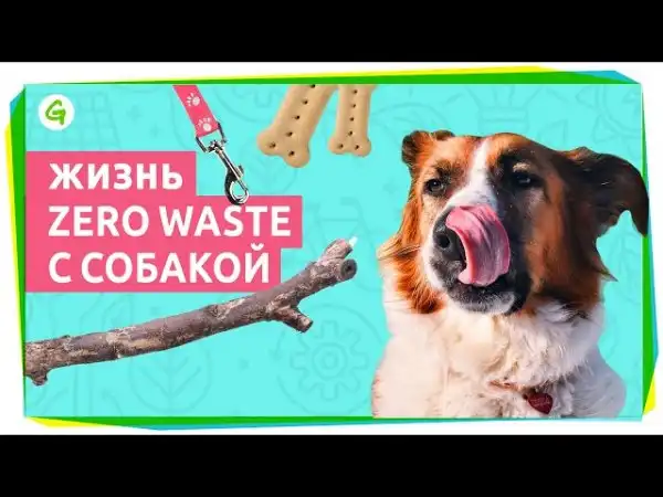 Как жить с собакой в большом городе?