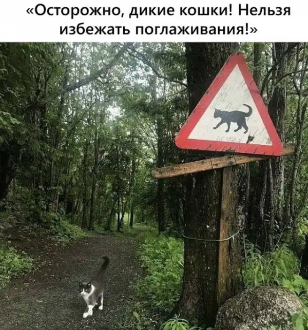 Картинки и мемы для настроения