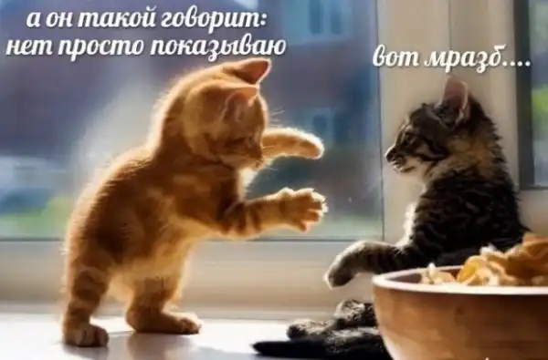Картинки и мемы для настроения