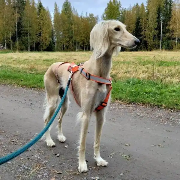 Самые древние породы собак Самые древние породы собак