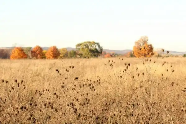 Осенние поля