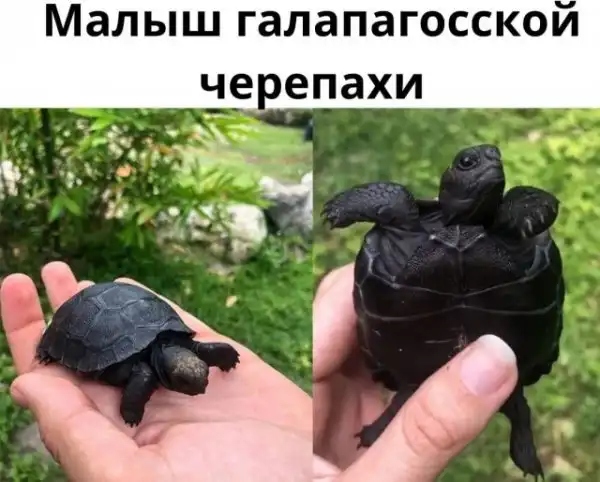 Так себе картинки