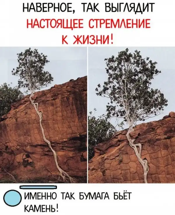 Кретинизмы из сети