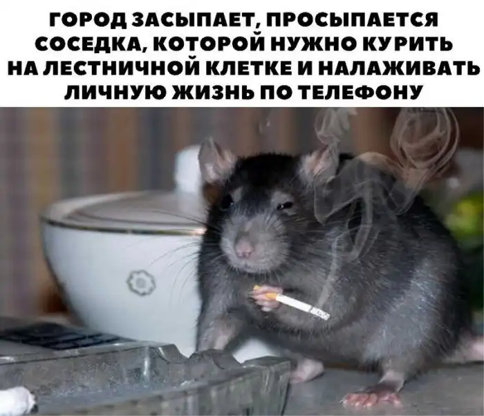 О вездесущих* соседях О вездесущих* соседях