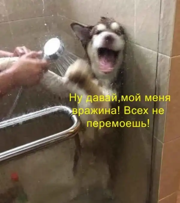 Весёлые
