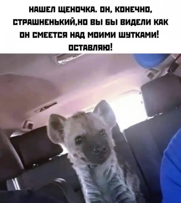 Весёлые