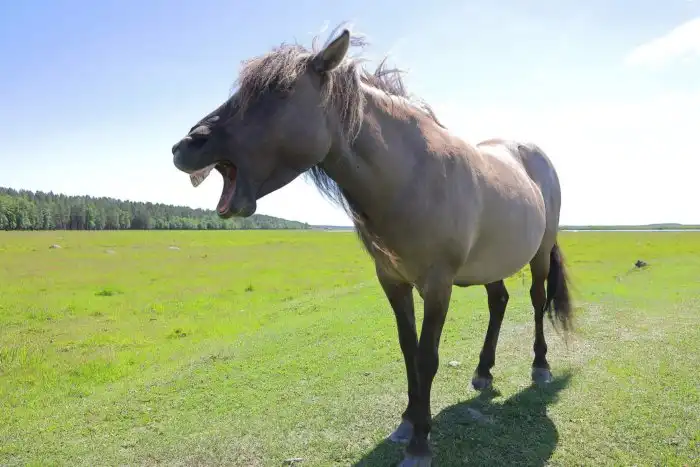 Тарпан: Древняя лошадь, которая не существовала. Отечественный мустанг с  очень запутанной историей » uCrazy.ru - Источник Хорошего Настроения