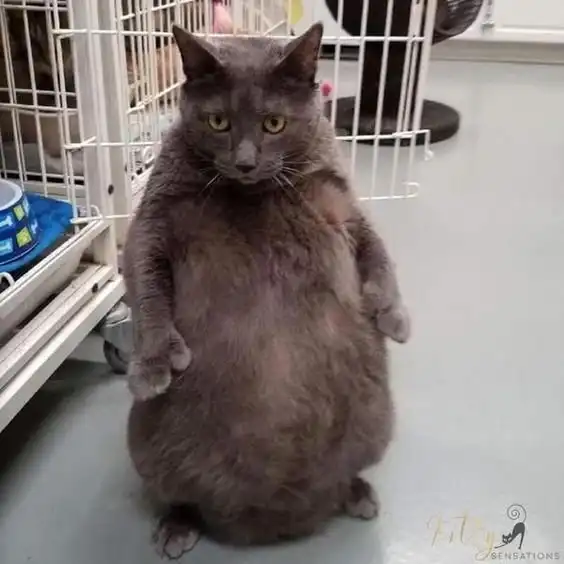 Котейки с лишними пальчиками