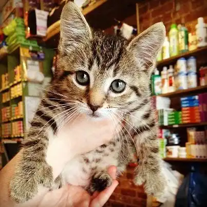 Котейки с лишними пальчиками