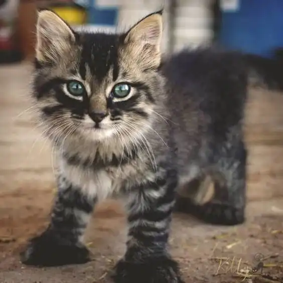 Котейки с лишними пальчиками