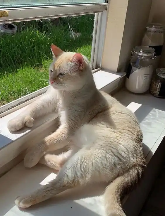 Котейки с лишними пальчиками