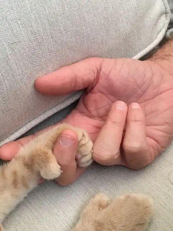 Котейки с лишними пальчиками