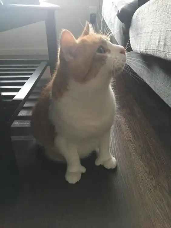 Котейки с лишними пальчиками