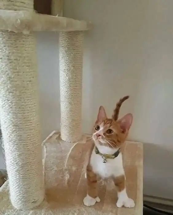 Котейки с лишними пальчиками