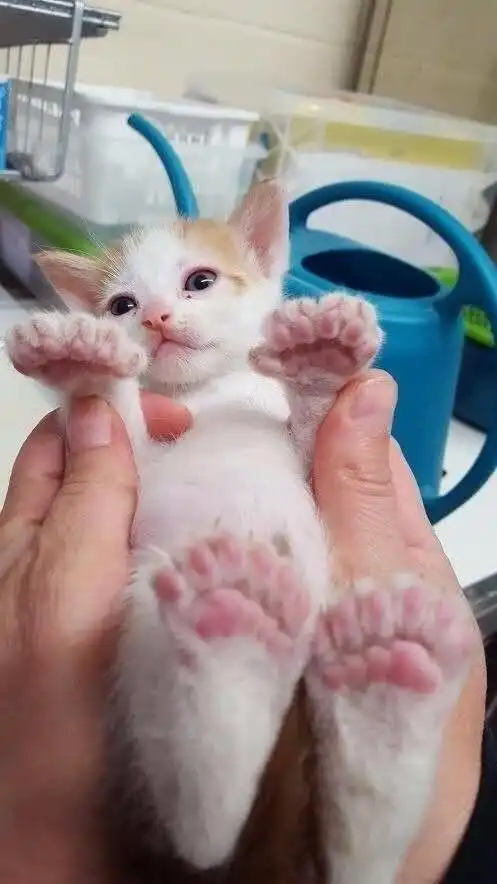 Котейки с лишними пальчиками