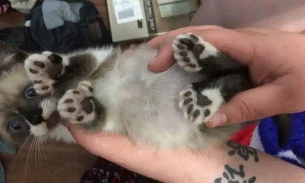Котейки с лишними пальчиками