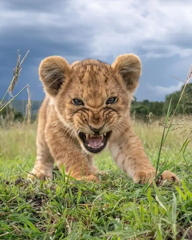 25 потрясающих фотографий дикой природы