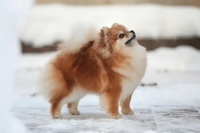 Померанский шпиц: Самая популярная собака России вот уже 5 лет! В чём секрет такого успеха?