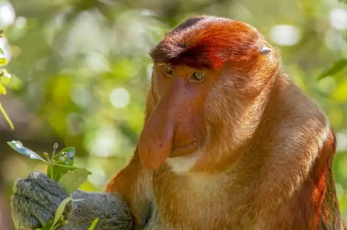 Носач: Личная жизнь на основе диких воплей и гигантского носа. Как живут уникальные обезьянки?