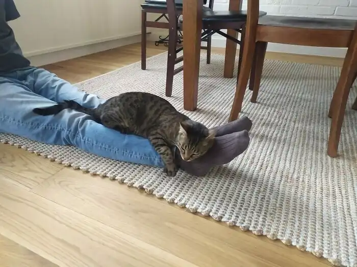 "Это не мой кот!": 20+ котеек, которые неожиданно заявились к людям