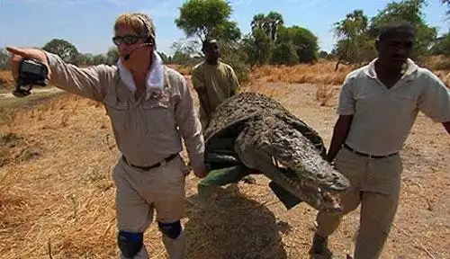 Зоолог переоделся крокодилом и залез к другим крокодилам в логово. Чем закончился опасный эксперимент?