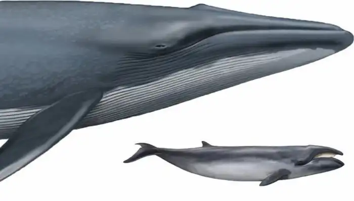 Карликовый кит: Самый маленький усатый кит. О нём почти ничего неизвестно, ведь он забрался на крайний юг океана