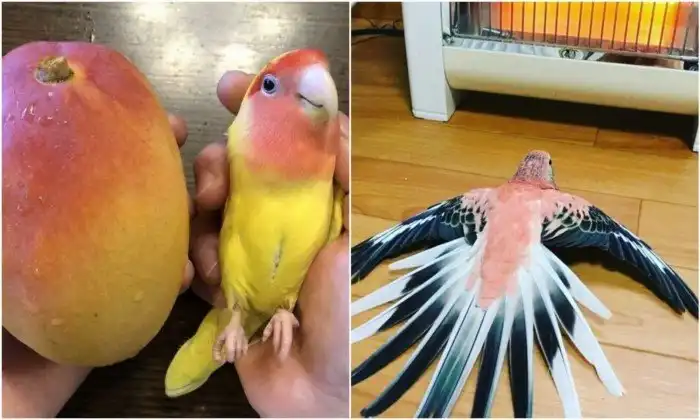 Смешные фото с попугаями, которые доказывают - с ними не соскучишься