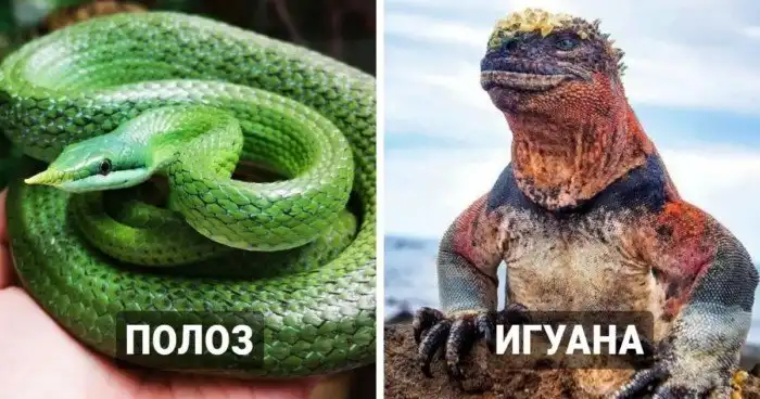 Фантастические твари: 18 необычных рептилий Фантастические твари: 18 необычных рептилий